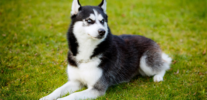 half pitbull half husky