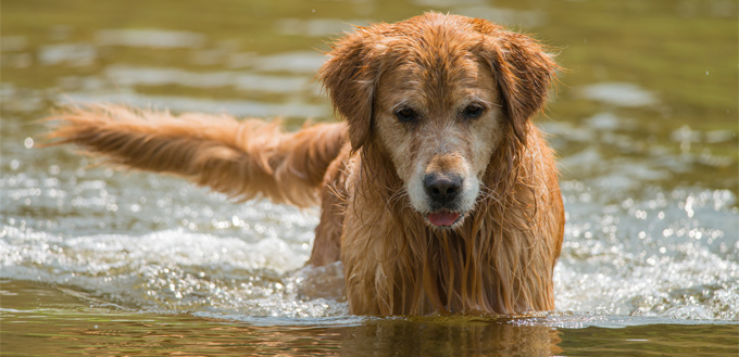 hydrotherapy for canines