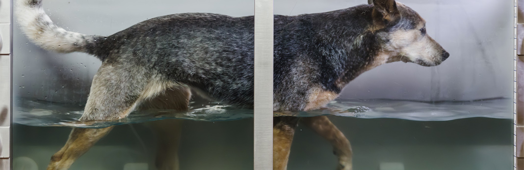 hydrotherapy for dogs - does it work and what are the benefits