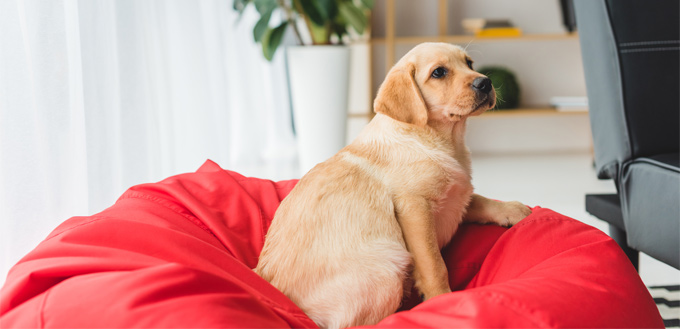 labrador parent