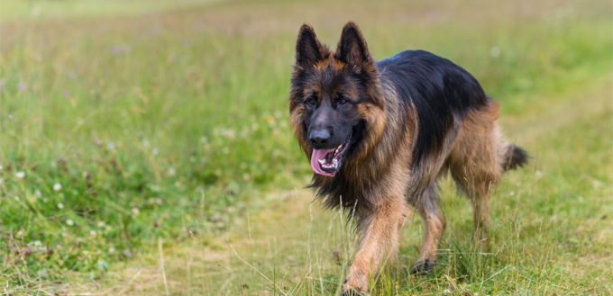 loose german shepherd