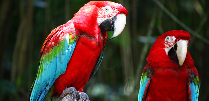 macaws