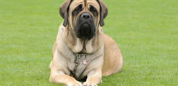 mastiff breed