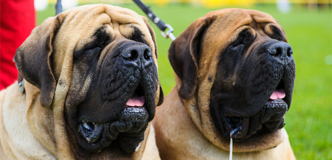 mastiff dogs