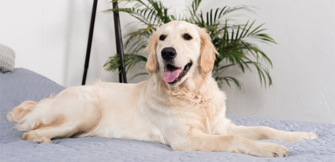 microchipped dog at home