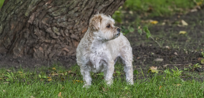 morkie breed