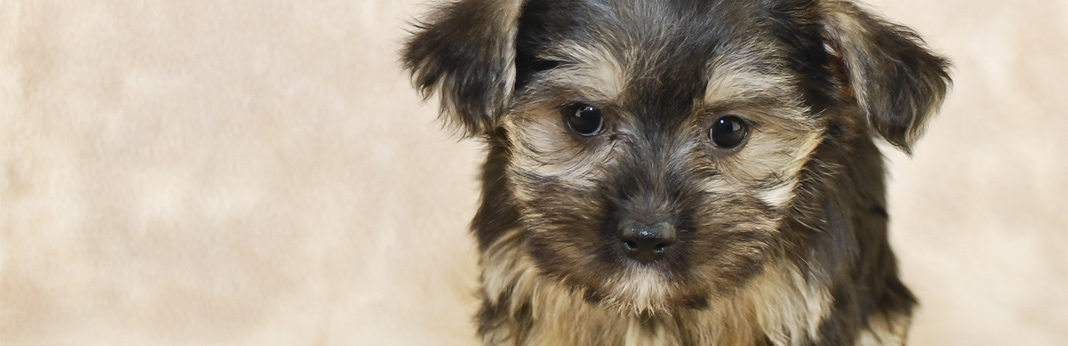 black yorkie mix