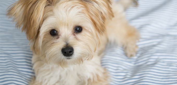 morkie on the bed