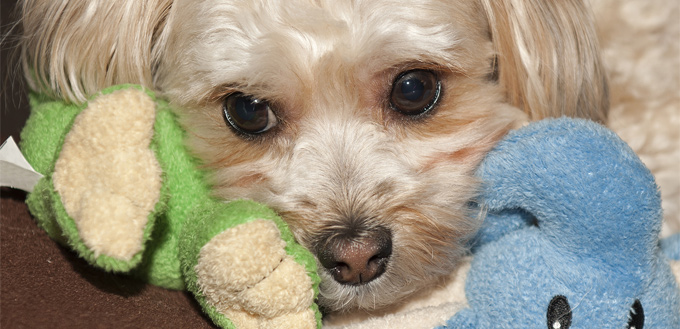 morkie puppy