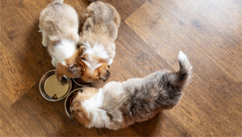 NutriSource Dog Food Review for 2019 | My Pet Needs That