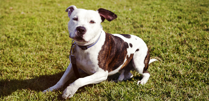 pitbull husky mix