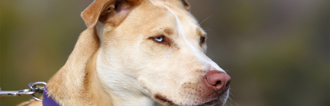 pitsky (pitbull husky mix) - breed facts & temperament