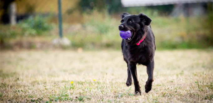 possessive behaviour in dogs