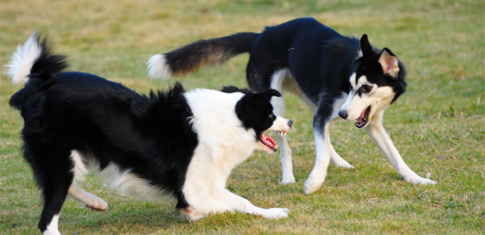 possessive dogs fighting for a territory