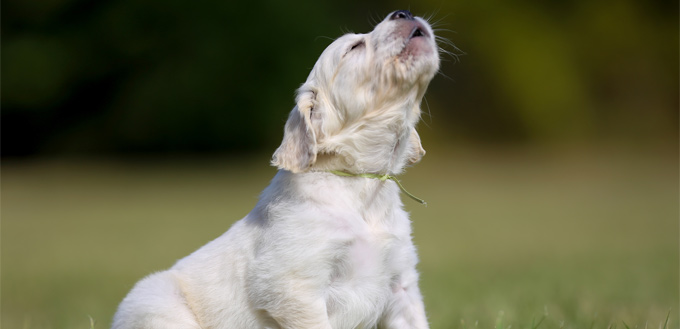 puppy howling at sirens