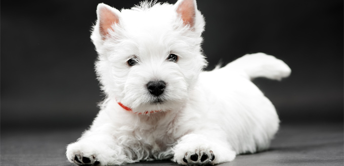 puppy staring at the owner