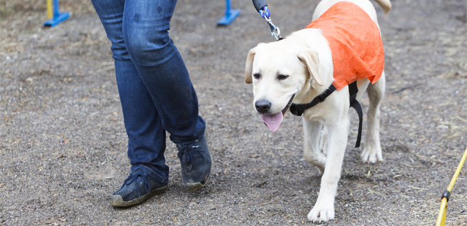 reflective gear on a dog