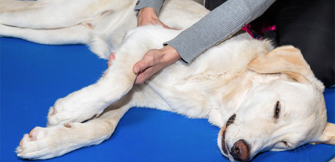reiki massage for dogs