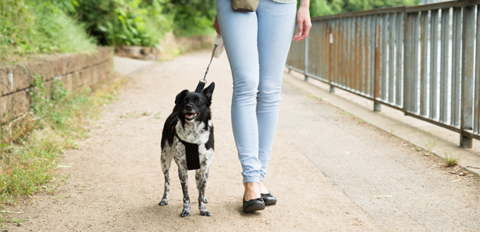 retractable lead on a dog