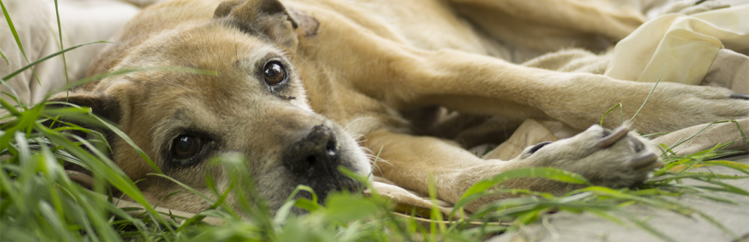 what to do when your dog is dying