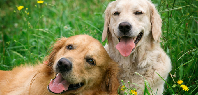 smiling dogs