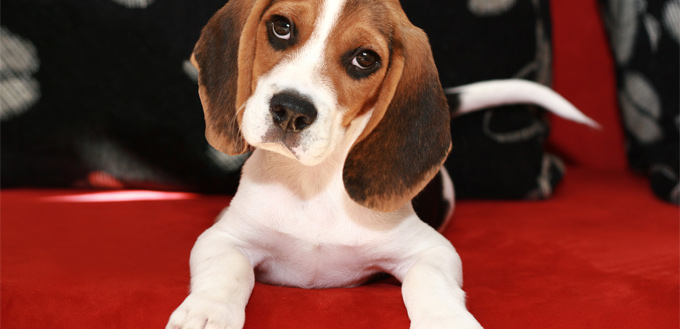 snoopy - beagle breed