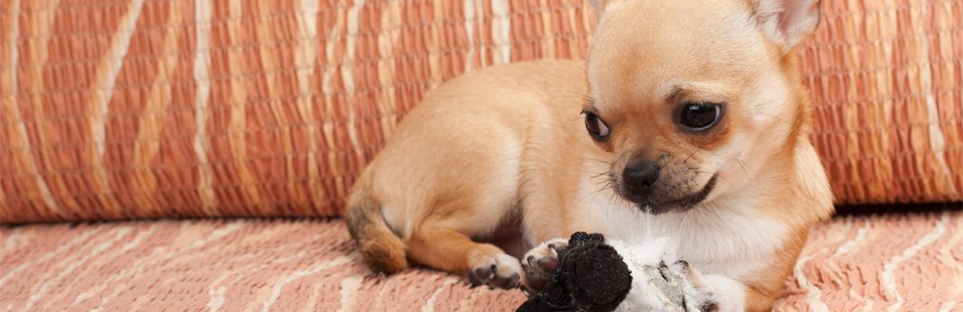 best flea treatment for chihuahuas