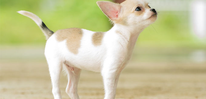 teacup chihuahua size