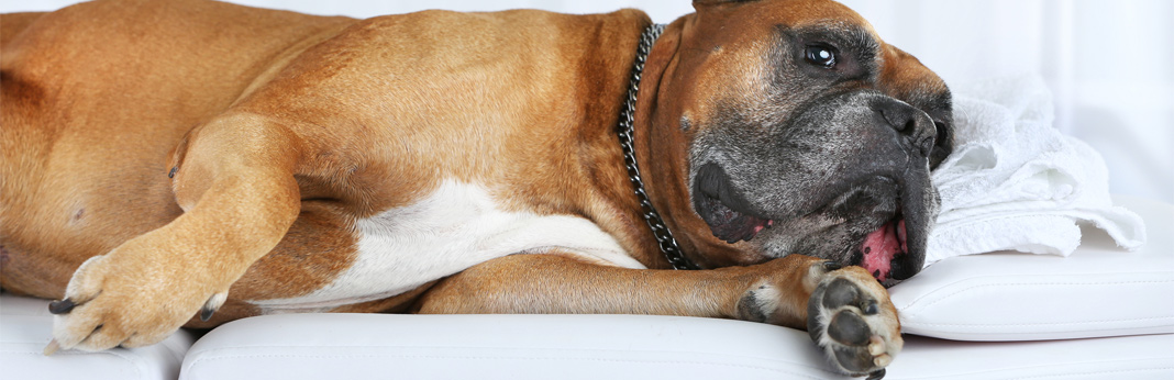 things you need to know about reiki for dogs