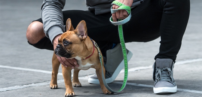 use lead if your dog is on heat