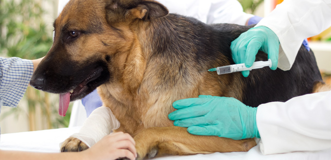 vaccinate a dog