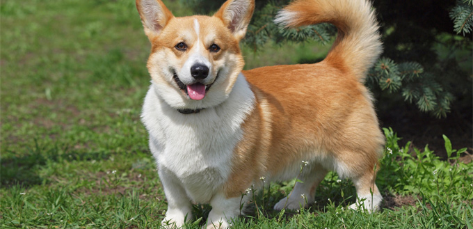 welsh corgi