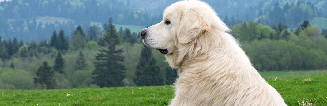 what are the biggest dog myths?