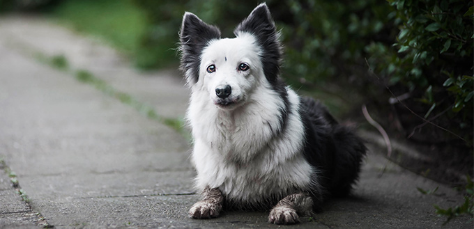 what causes dog acne