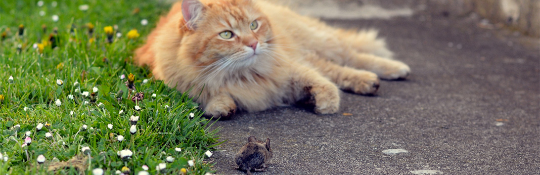 Why do Cats Bring Home Dead Animals? | My Pet Needs That