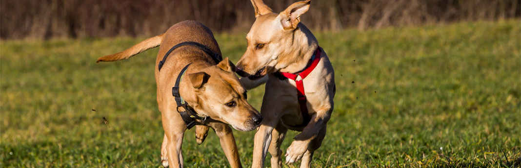 why-do-female-dogs-hump