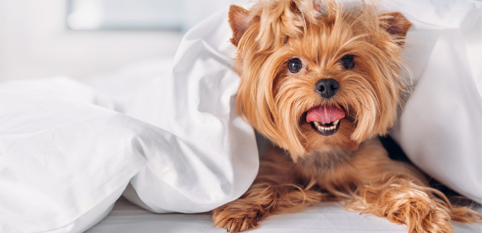 yorkshire terrier parent