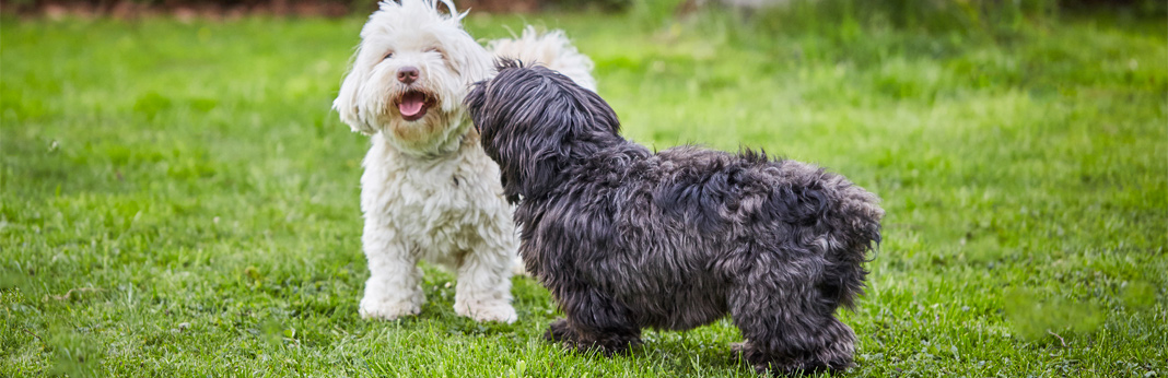 10 friendliest dog breeds