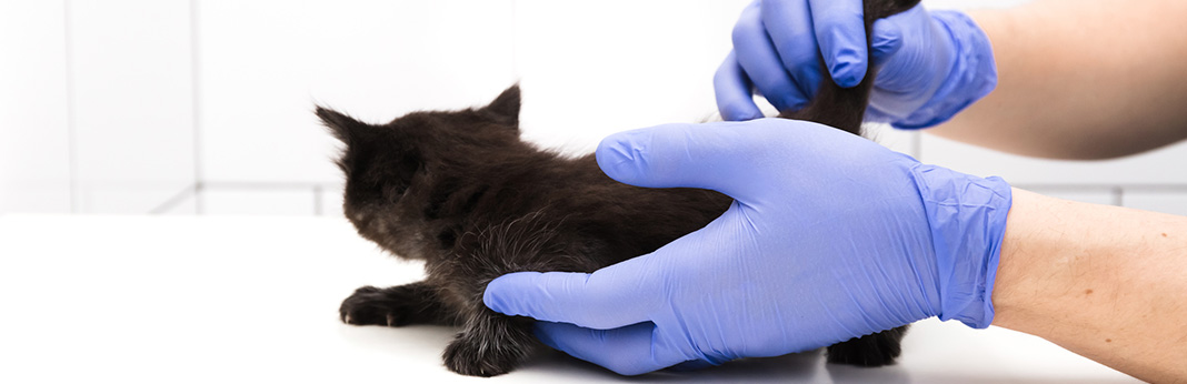 How To Treat A Cat Tail Injury Properly