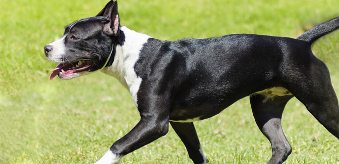 american staffordshire cropped ear