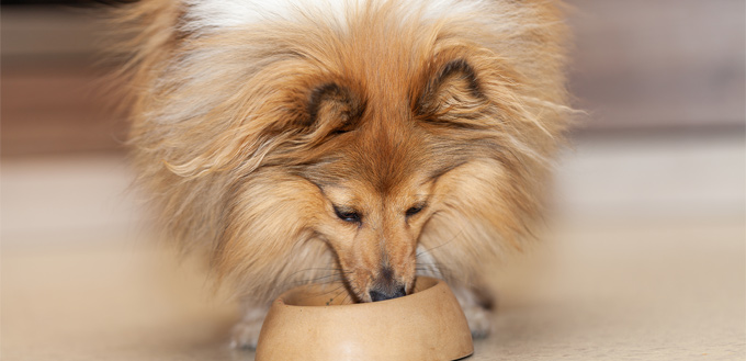 antioxidants in food for dogs