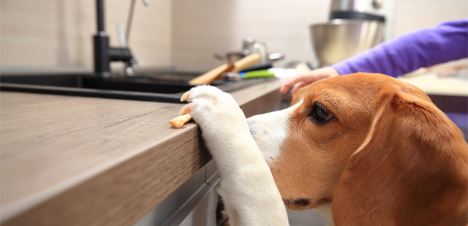 beagle counter surfing
