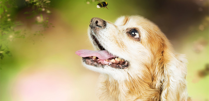 bee on a dog's nose