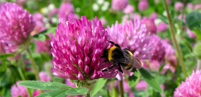 bee on a flower