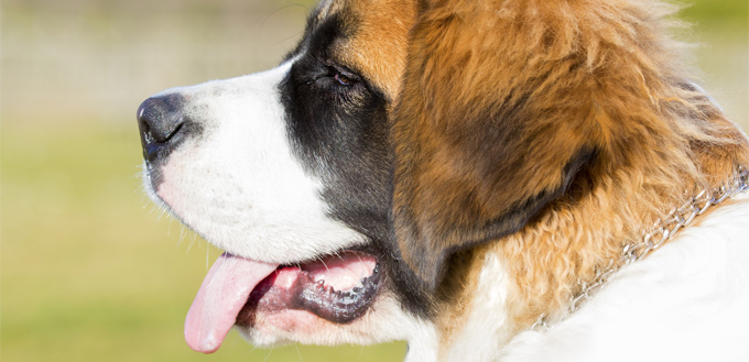 bernardine dog drooling foam