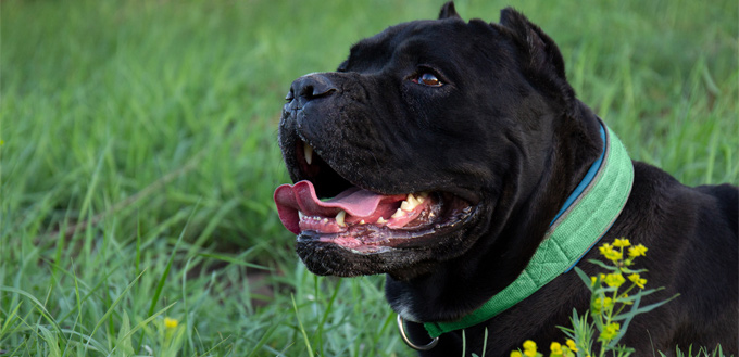 cane corso cropped ear