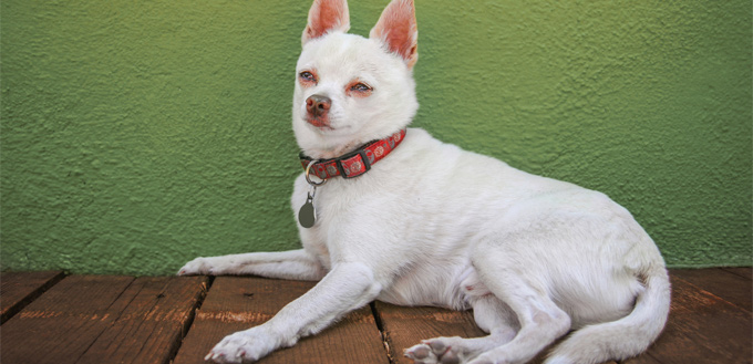 Understanding Head Pressing in Dogs - A Critical Insight into Your Pet