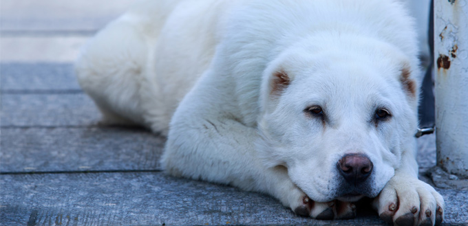 canine with swollen face