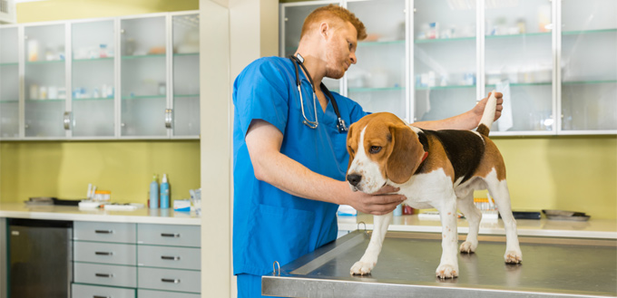 case of coccidiosis in dogs
