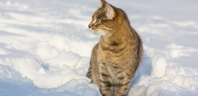 cat feeling comfy in the snow